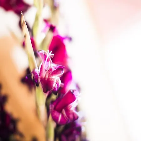 Pensión Alpenpension Pfurtscheller 4*